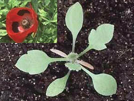 If we do not have a picture for this weed, or you can provide a better picture (scan, digital camera etc) please please e-mail it to us.