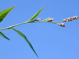 If we do not have a picture for this weed, or you can provide a better picture (scan, digital camera etc) please please e-mail it to us.