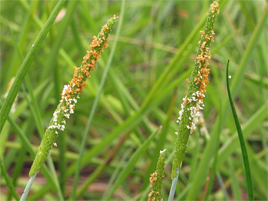 If we do not have a picture for this weed, or you can provide a better picture (scan, digital camera etc) please please e-mail it to us.