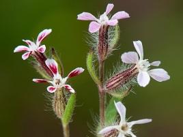 If we do not have a picture for this weed, or you can provide a better picture (scan, digital camera etc) please please e-mail it to us.