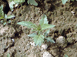 If we do not have a picture for this weed, or you can provide a better picture (scan, digital camera etc) please please e-mail it to us.