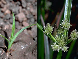 If we do not have a picture for this weed, or you can provide a better picture (scan, digital camera etc) please please e-mail it to us.